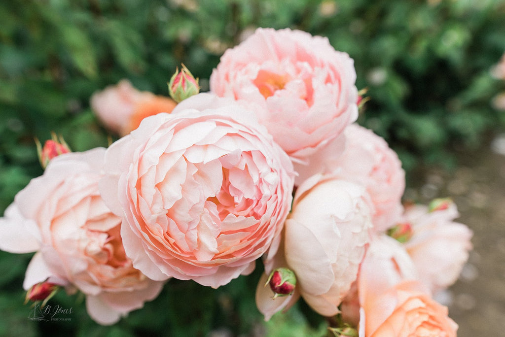 More Rose Farm Workshop