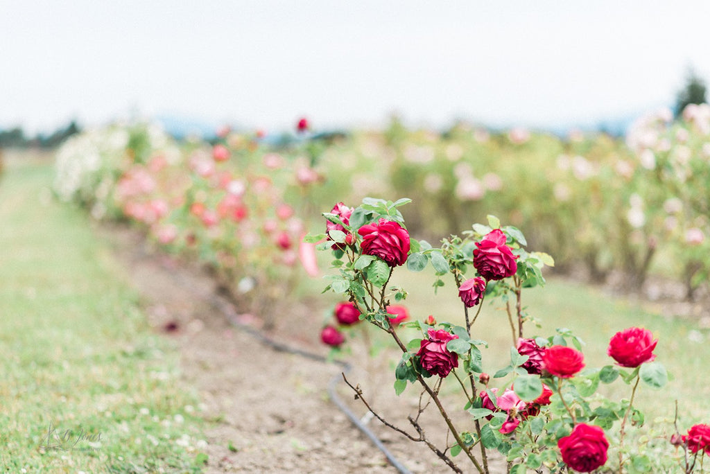 Rose Farm Workshop in Mt. Vernon, WA