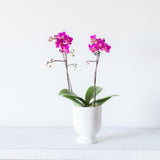 small orchid plant in ceramic pot