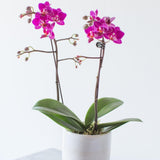 small orchid plant in ceramic pot