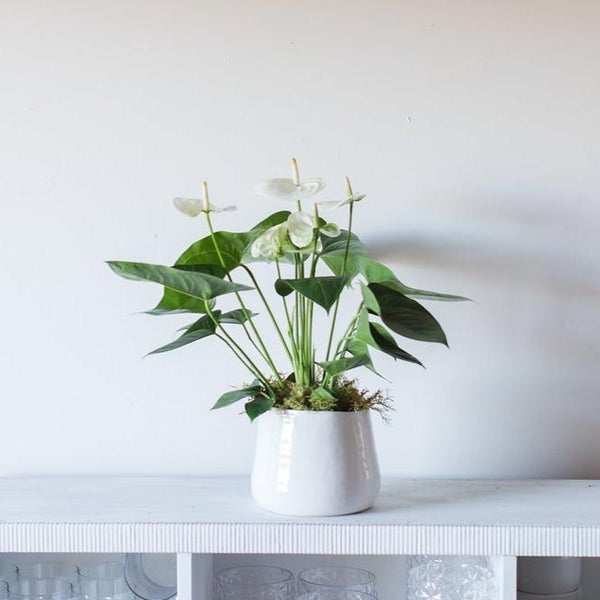 Anthurium Plant for local delivery