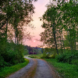 rosey pink sunset with green trees on driveway