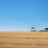 picture of wheat and blue skies