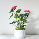 pink anthirium plant in ceramic pot